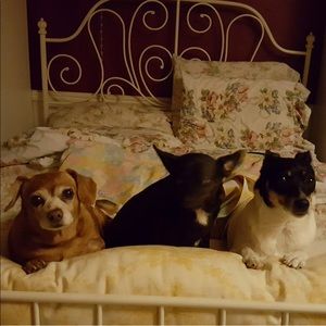 We’re not a pet free home. We are smoke free. NFS!